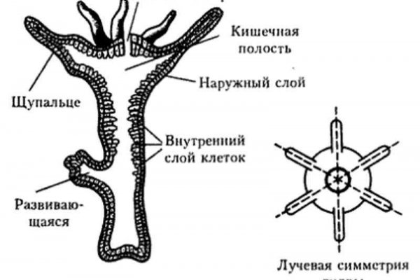 Кракен зеркало рабочее на сегодня