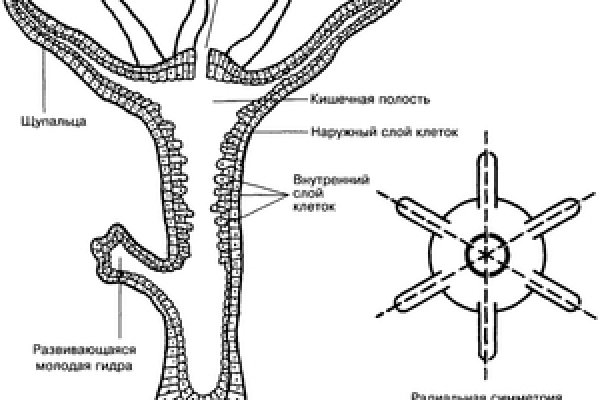 Кракен онион рабочая ссылка